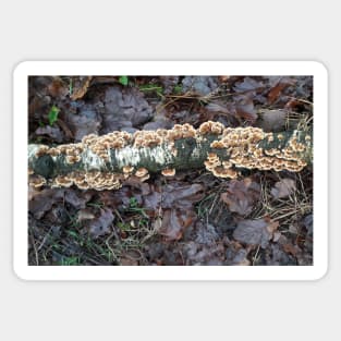 Mushrooms on a Birch Sticker